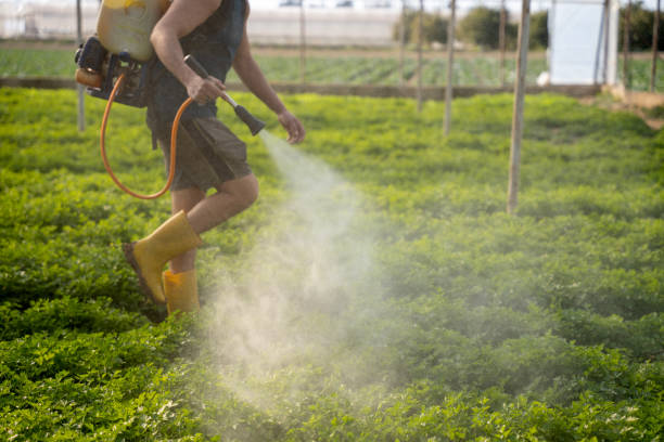 Wasp Removal Services in Riverside, IL